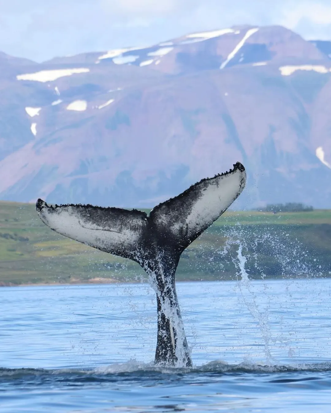 Elding Whale Watching Akureyri