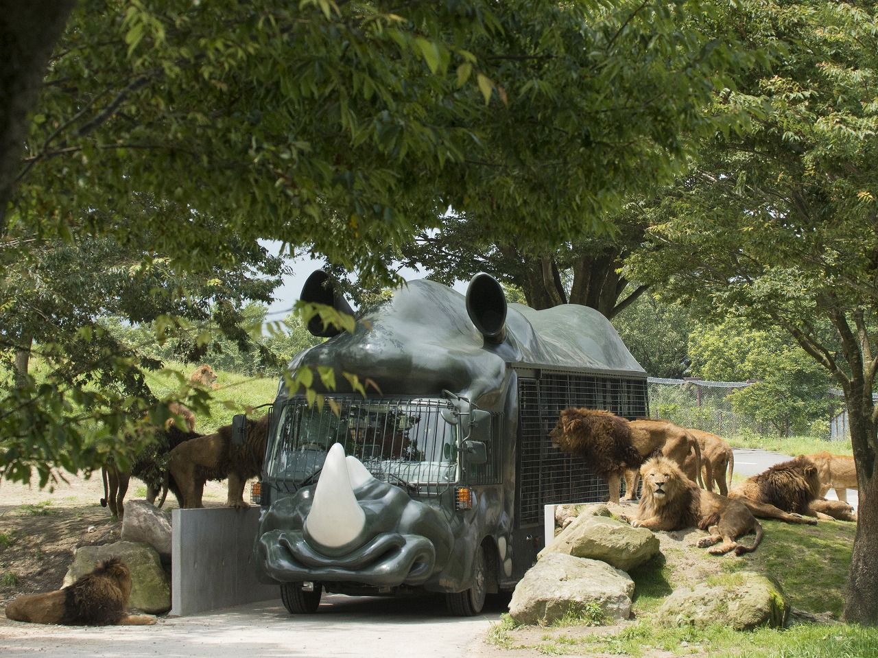Kyushu Natural Animal Park African Safari - Japan - Rexby