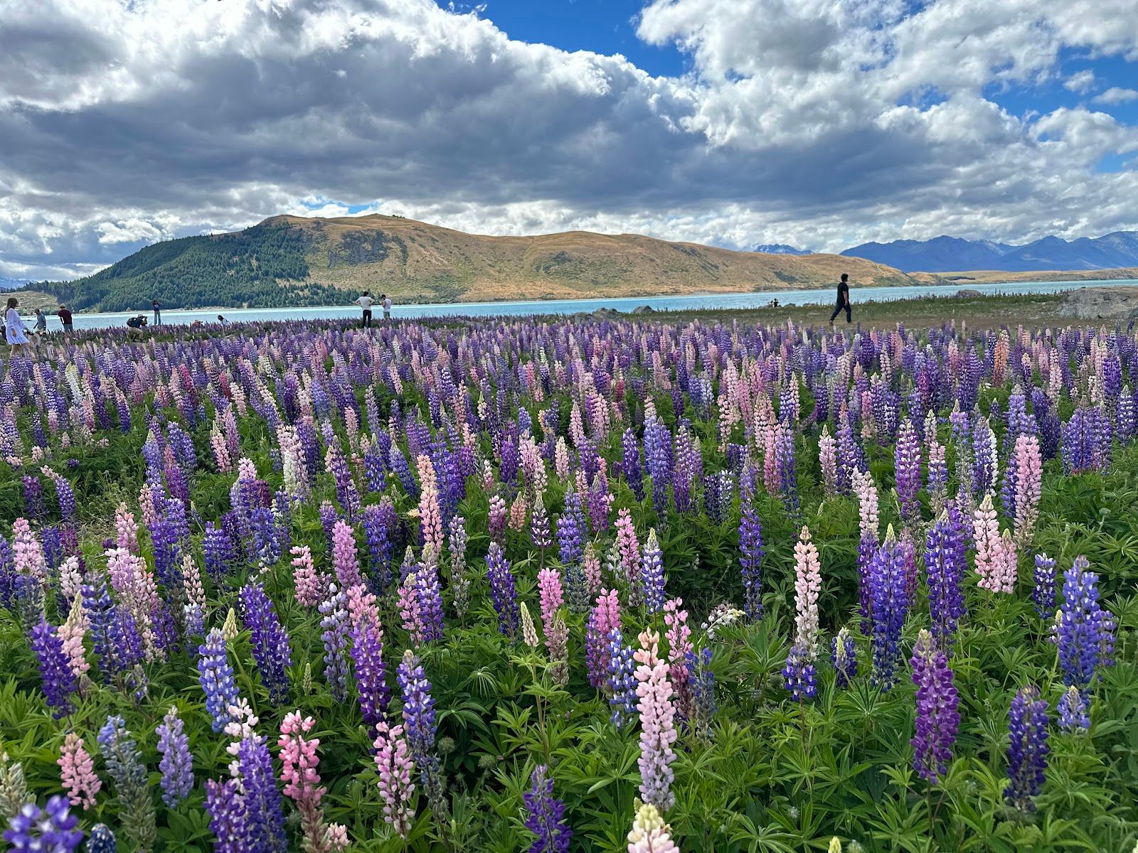Lupin Field