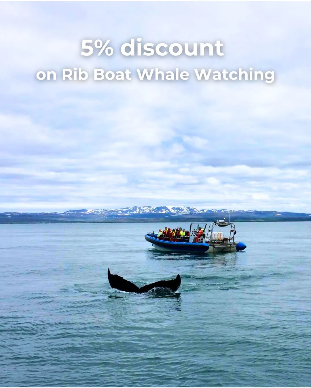 Gentle Giants – Húsavík Whale Watching