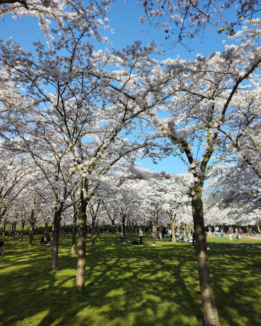 Het Amsterdamse Bos