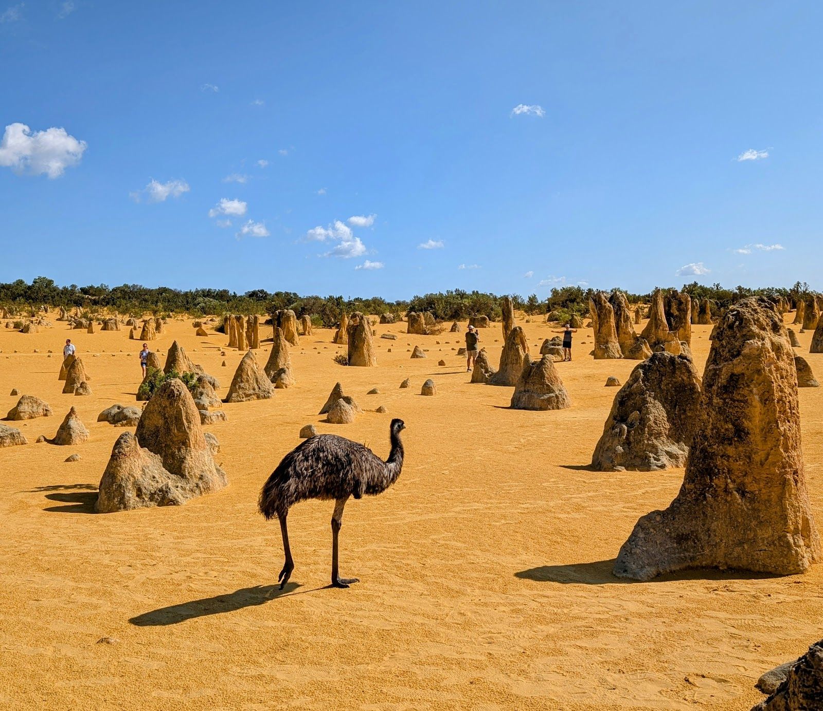 The Pinnacles Desert
