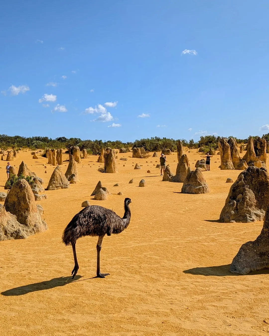 The Pinnacles Desert