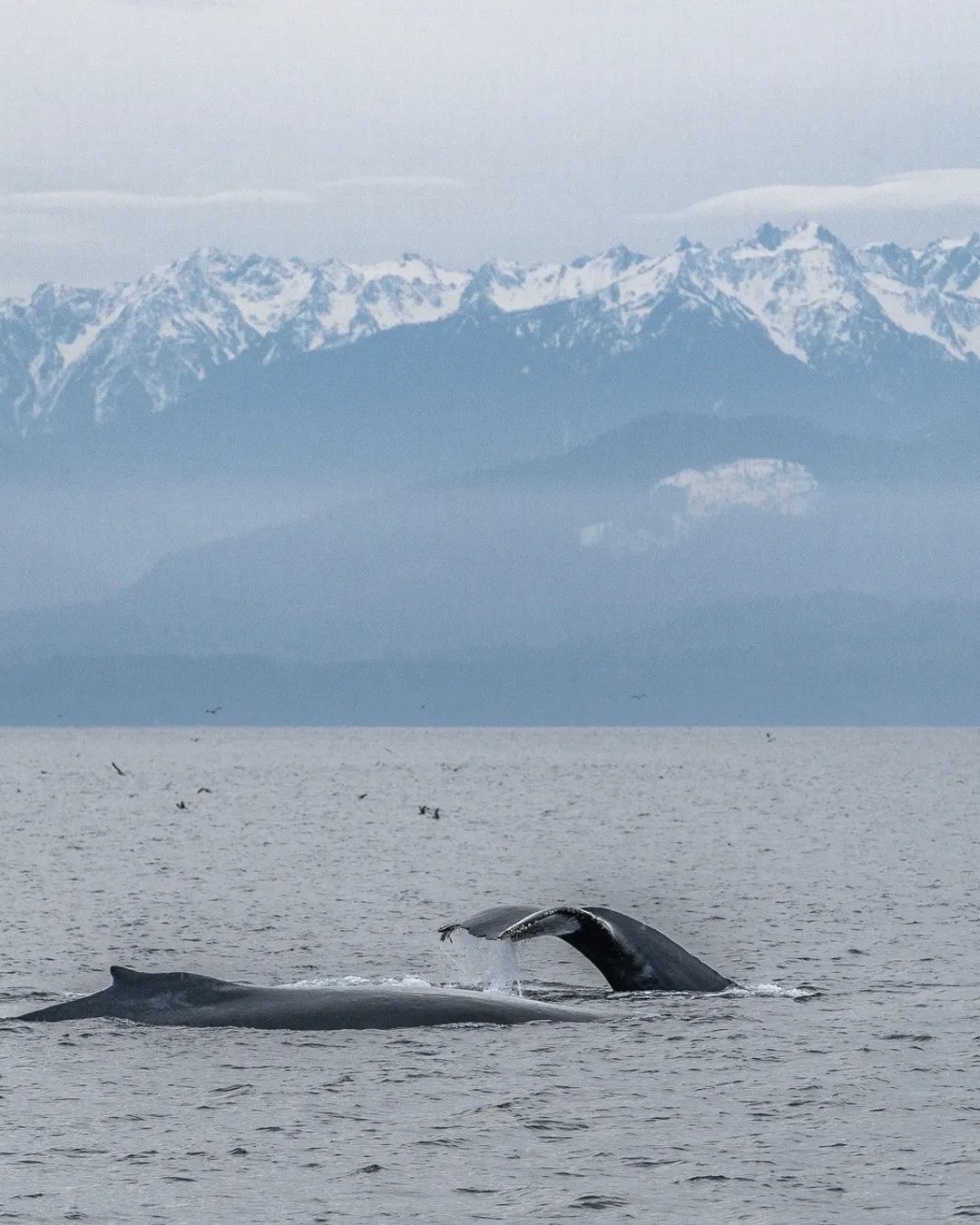 Prince of Whales Whale & Marine Wildlife Adventures