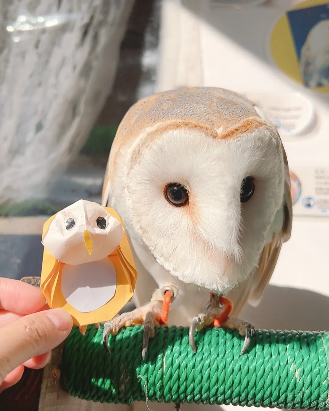 Owl Village Cafe Harajuku