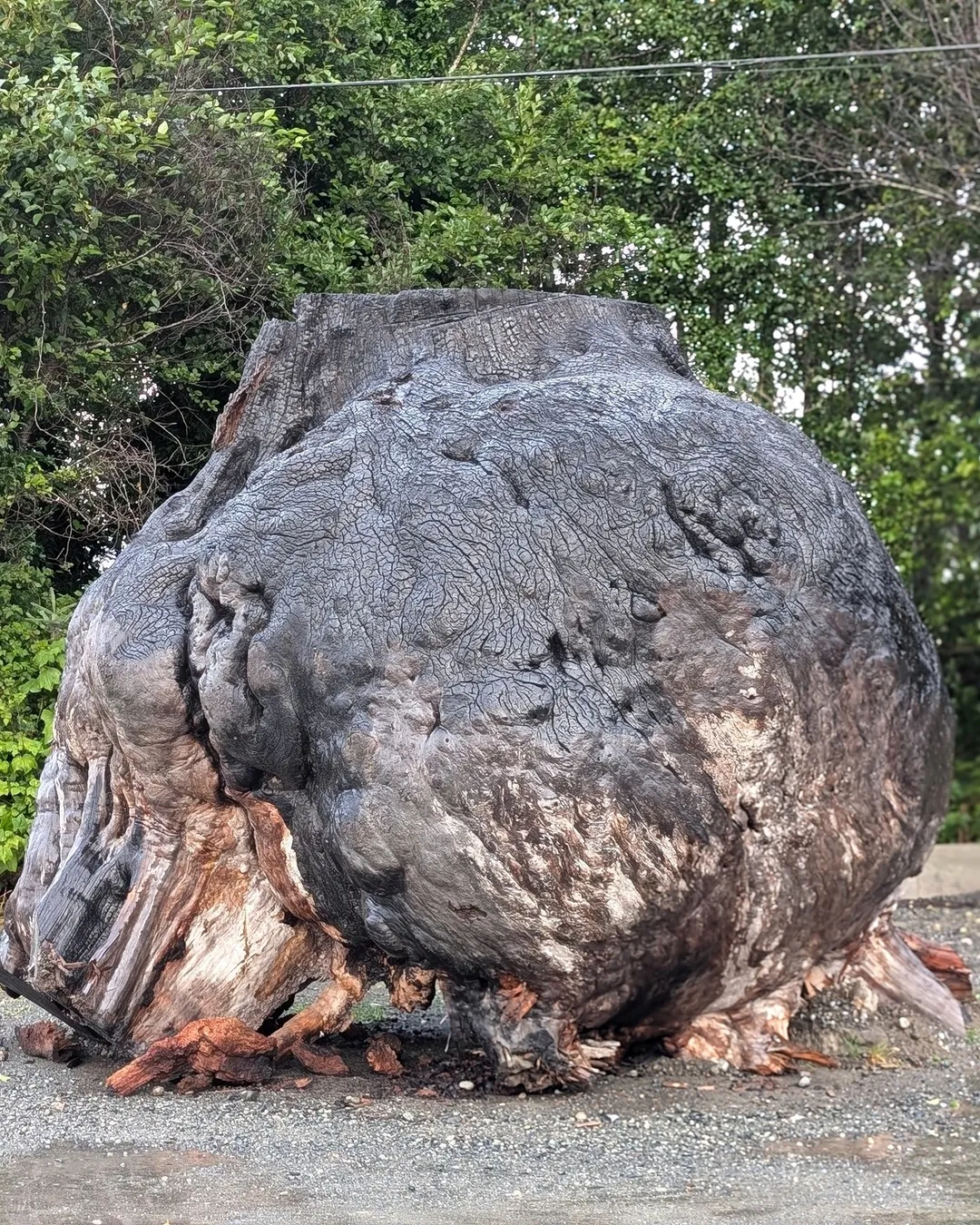 World’s Largest Burl