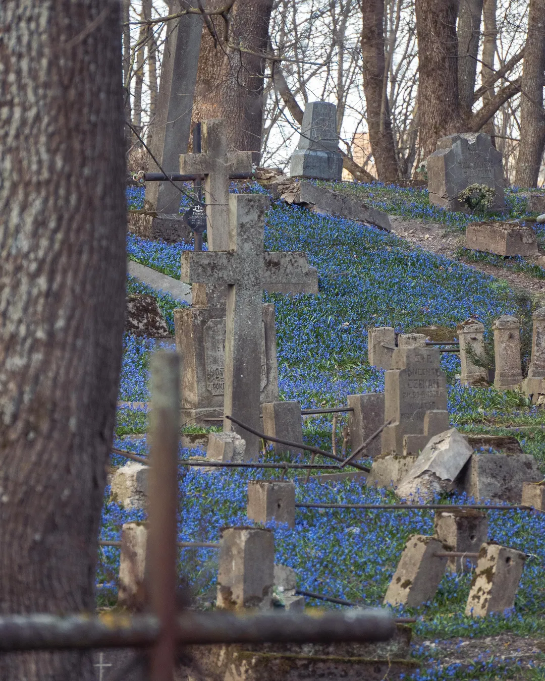 Blooming Cemetery