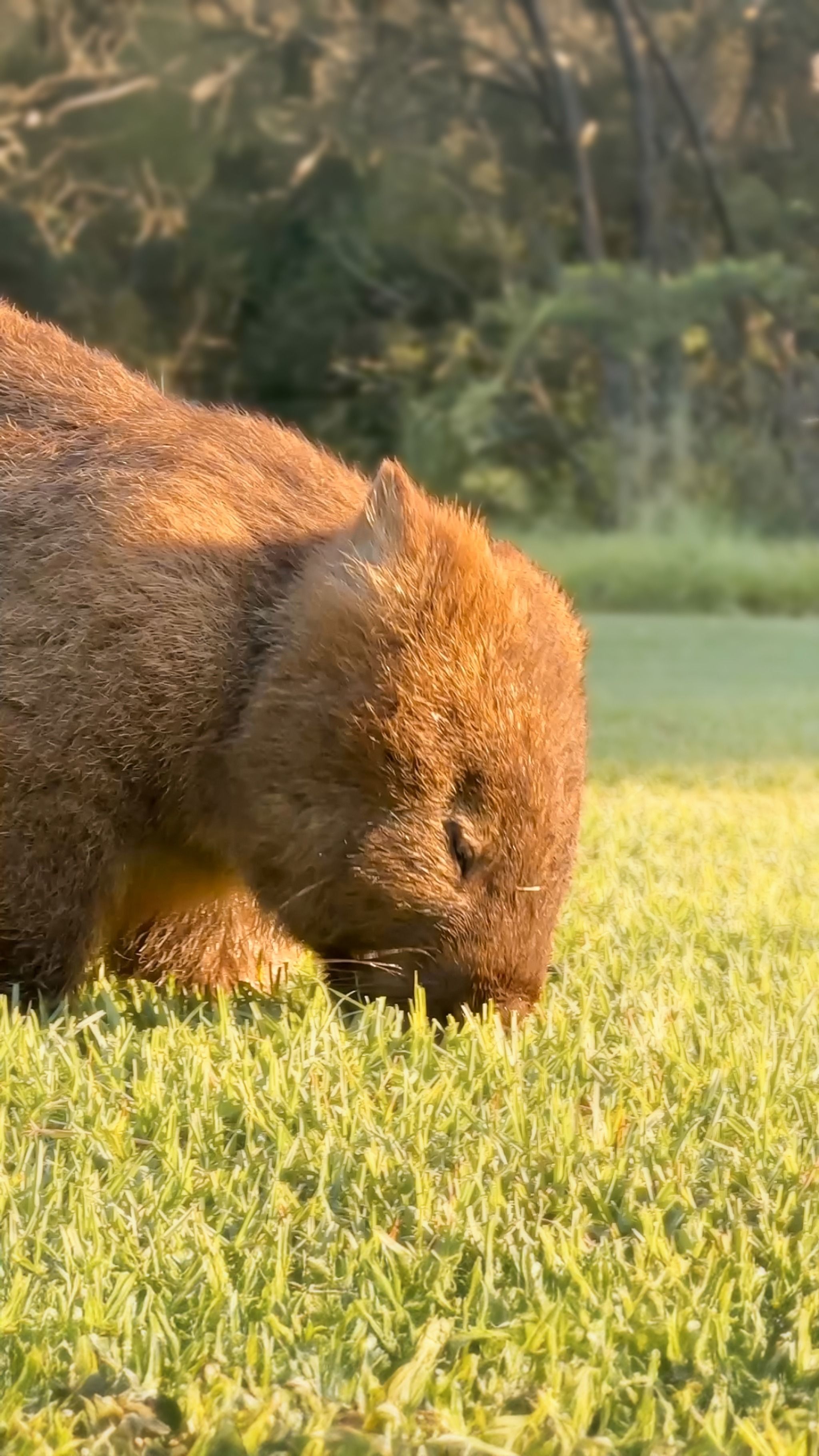 Bendeela Recreation Area - Wombats on site