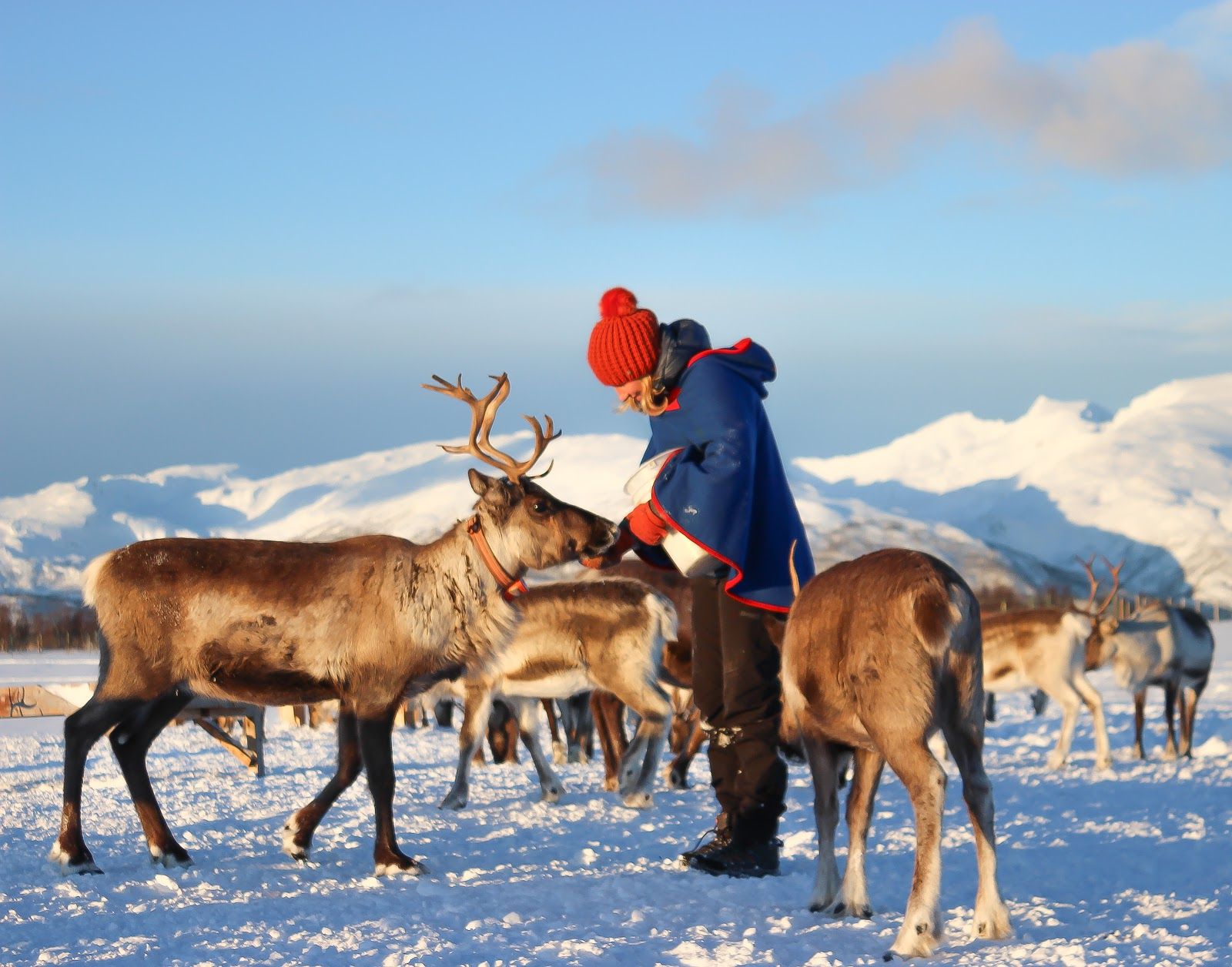 Tromsø Arctic Reindeer
