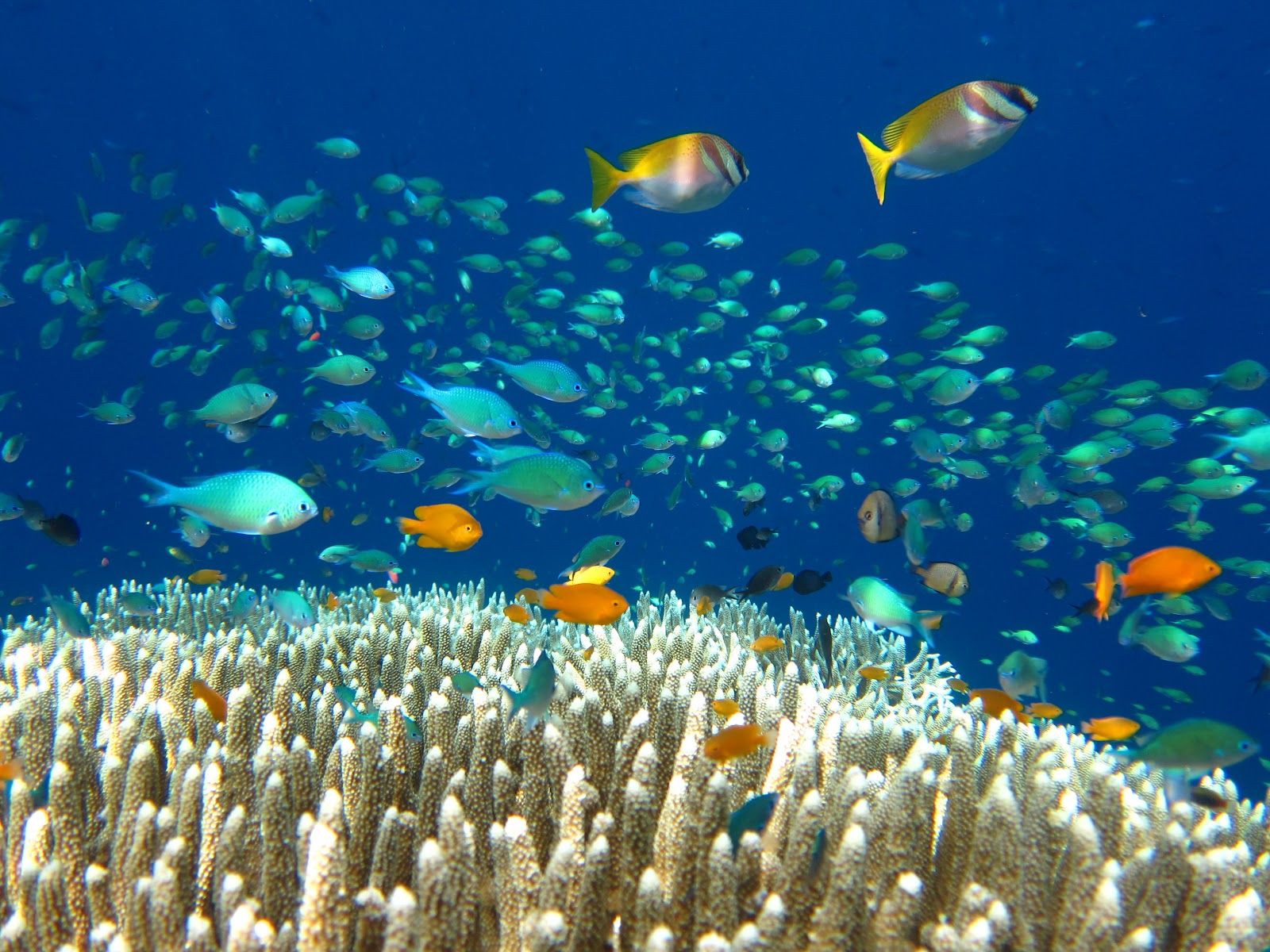 Menjangan Island