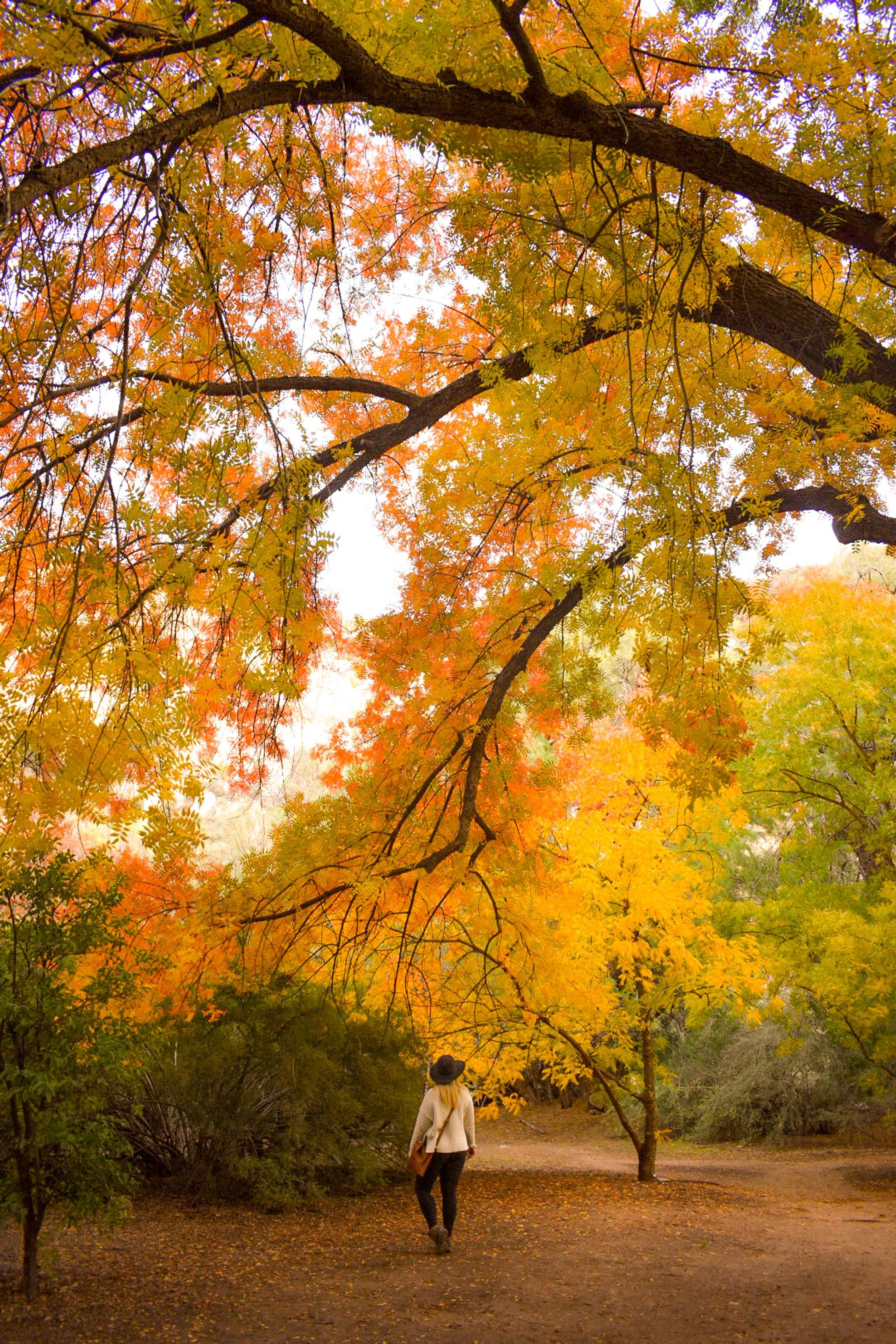 Boyce Thompson Arboretum