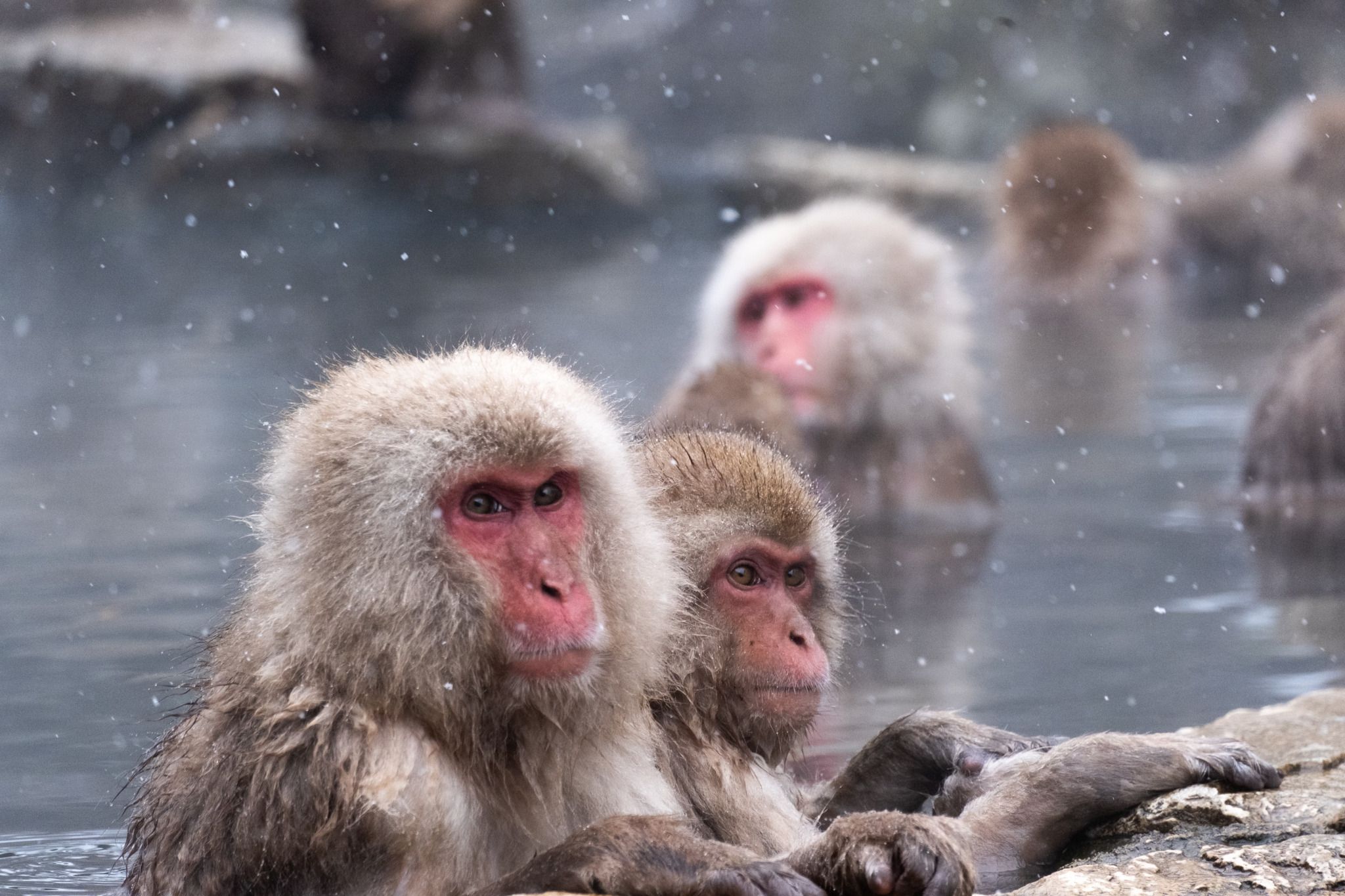 Jigokudani Yaen Kōen