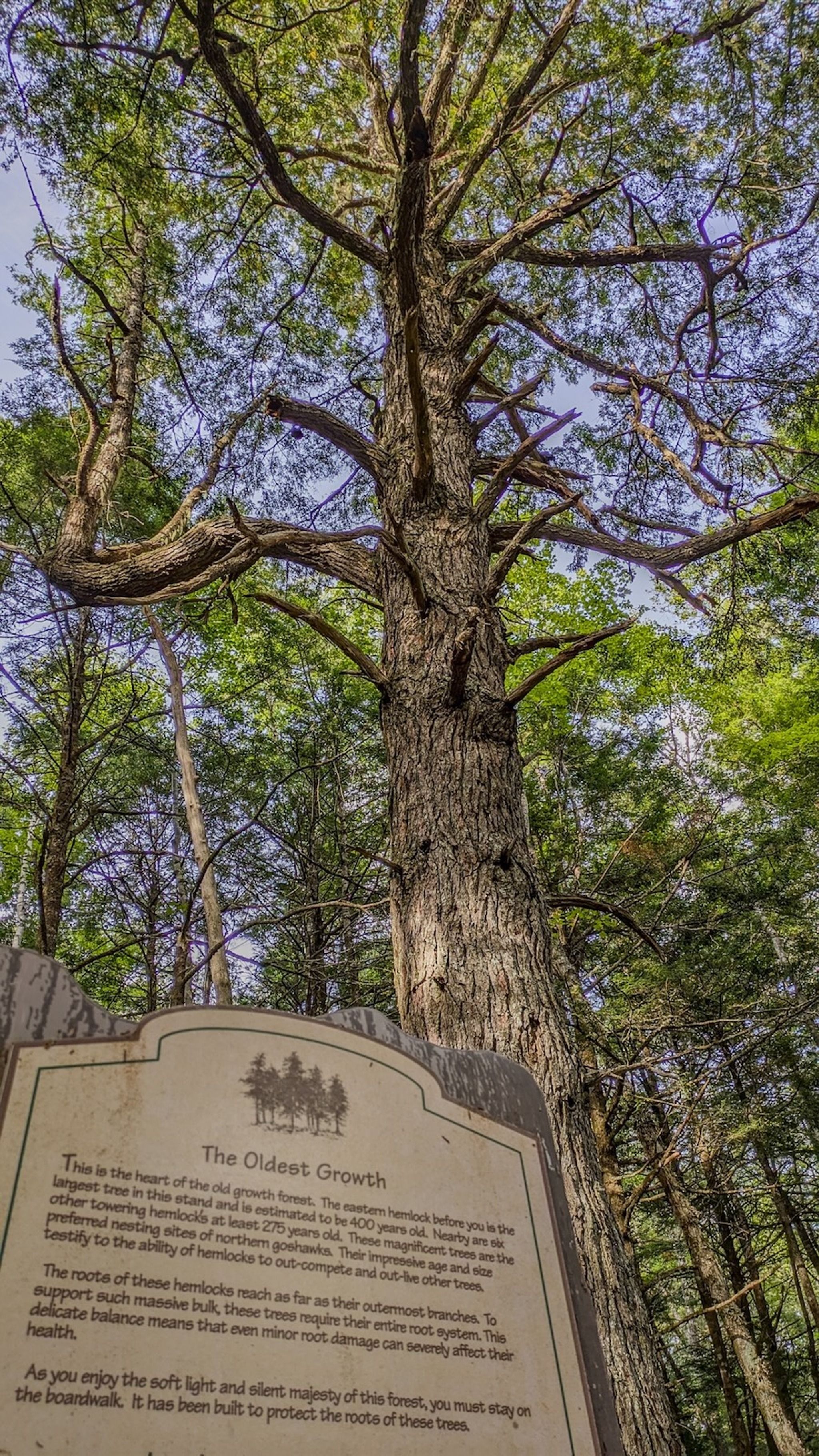 Hemlocks & Hardwoods Trail