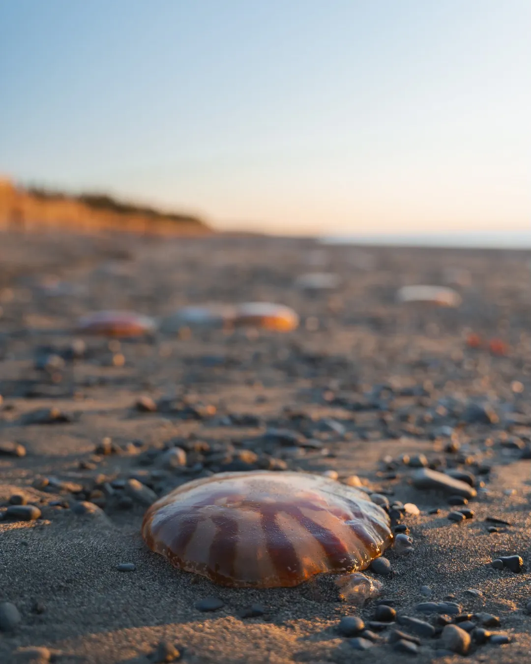 South Kenai Beach Access