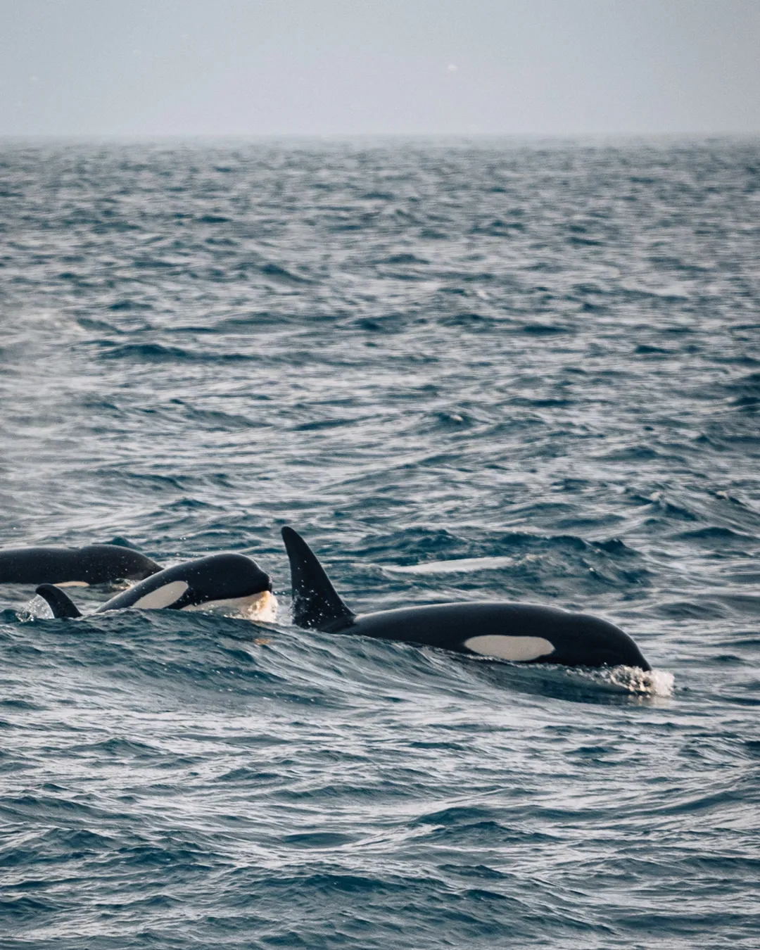 Láki Tours Whale Watching