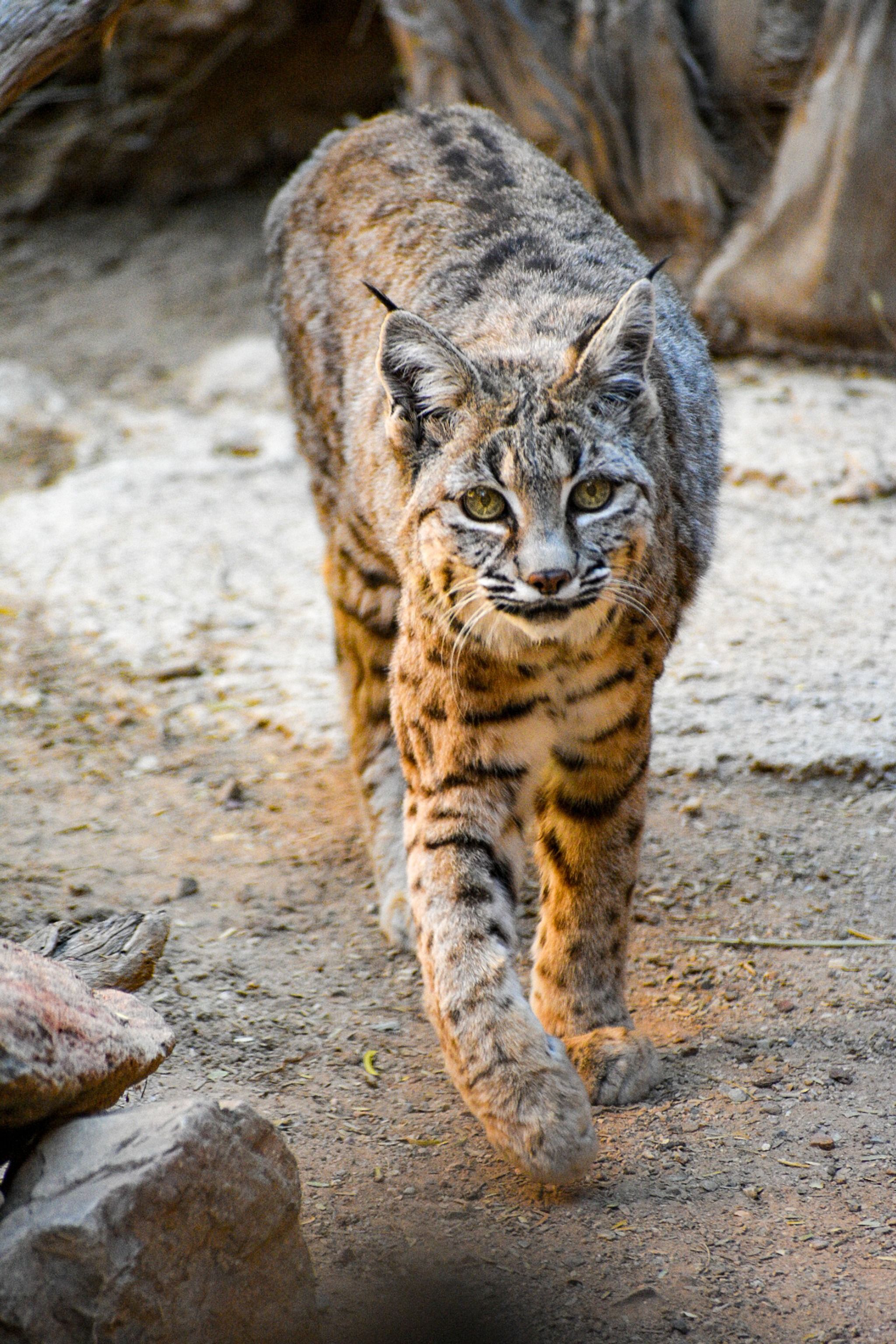 Arizona-Sonora Desert Museum