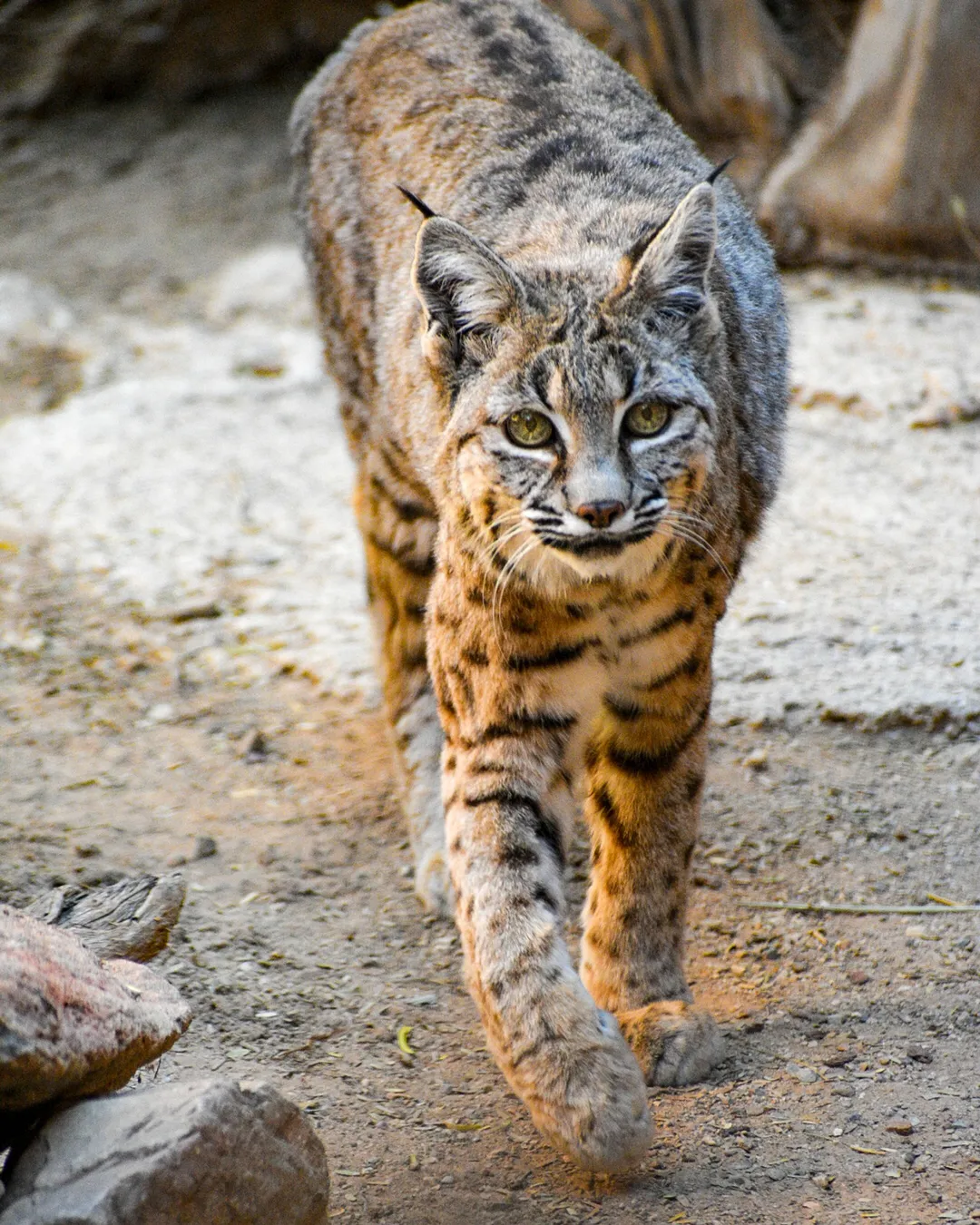 Arizona-Sonora Desert Museum