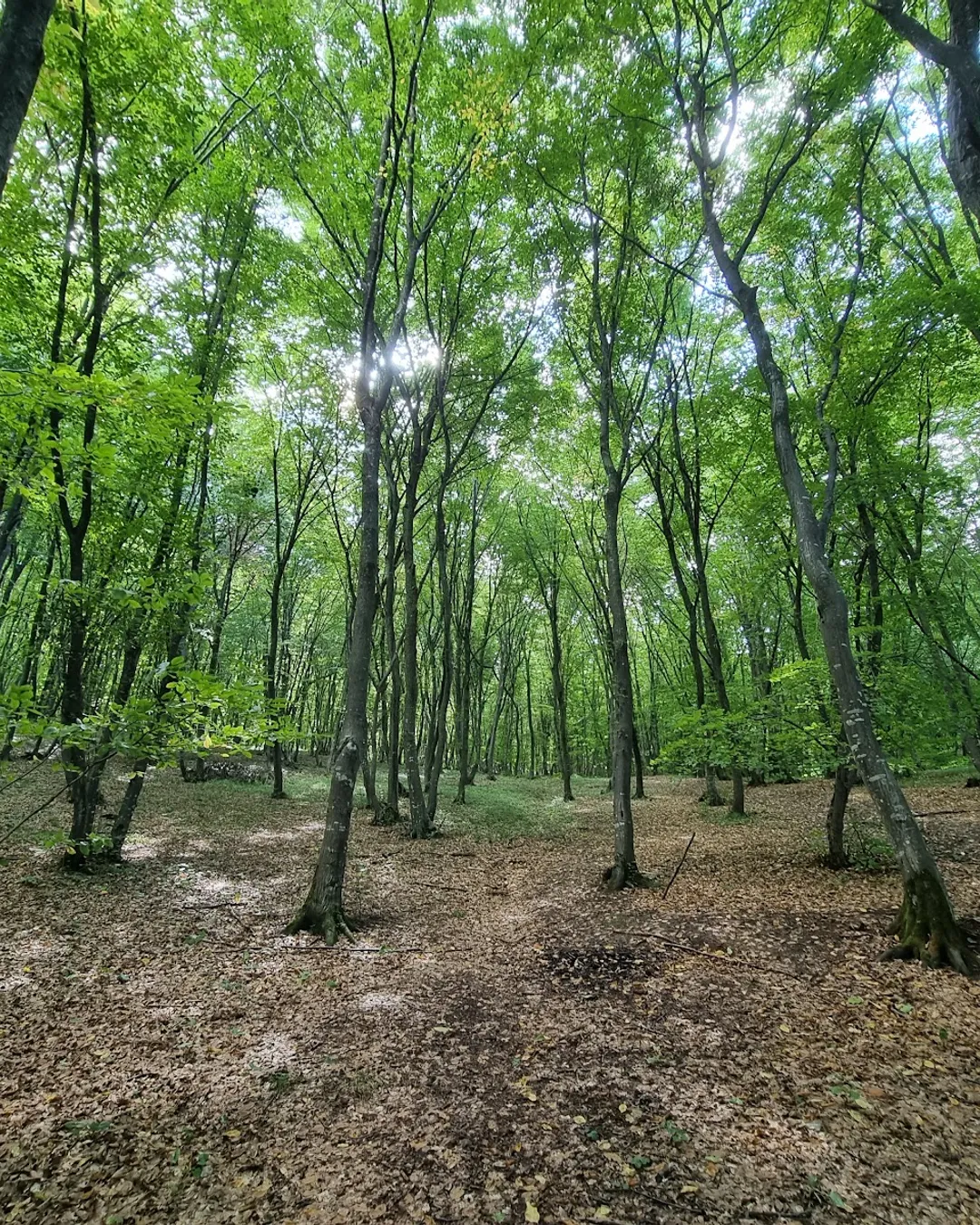 Hoia Forest - Romania - Rexby