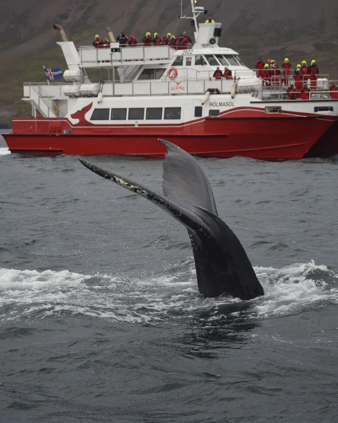 Elding Whale Watching Akureyri