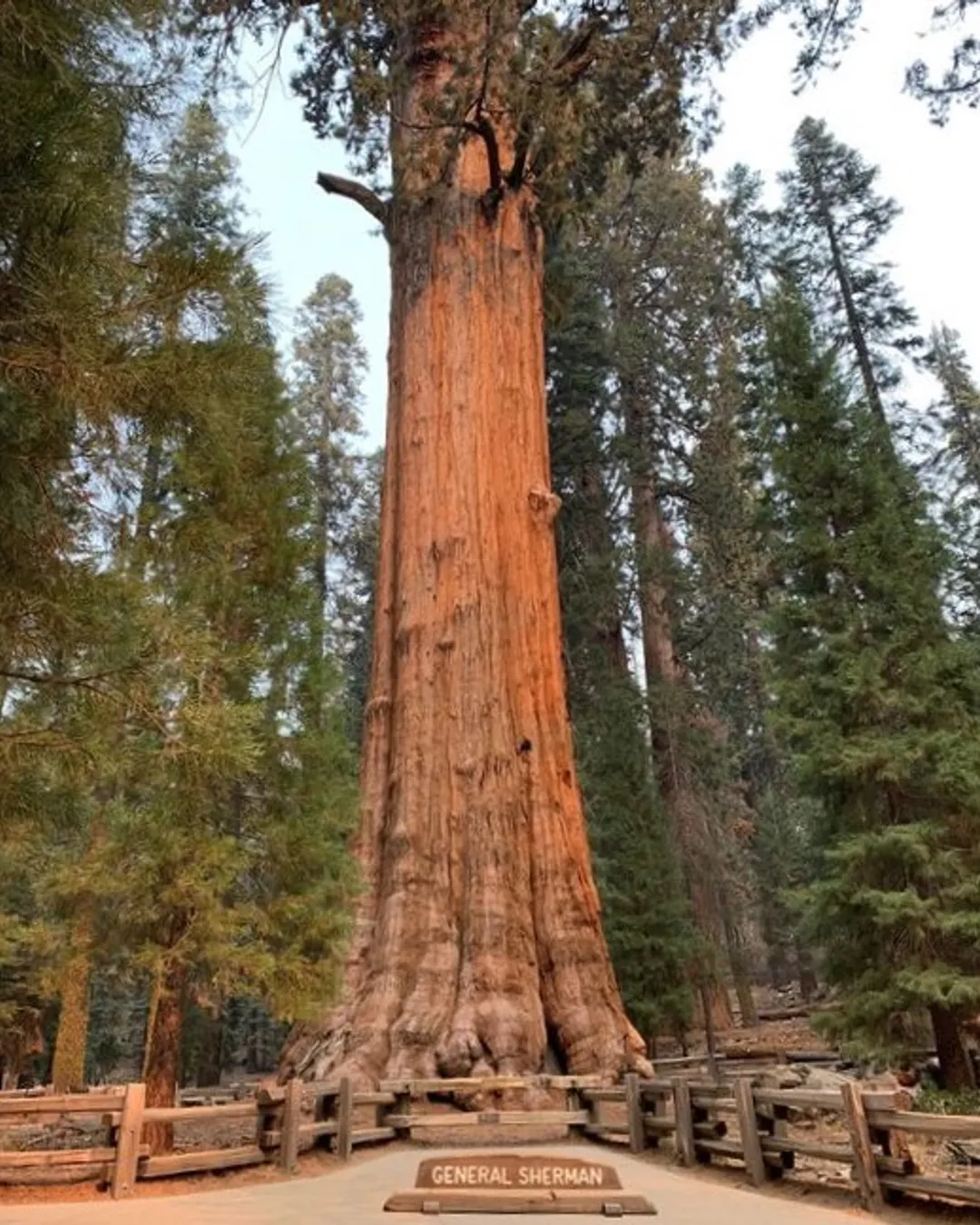 General Sherman Tree