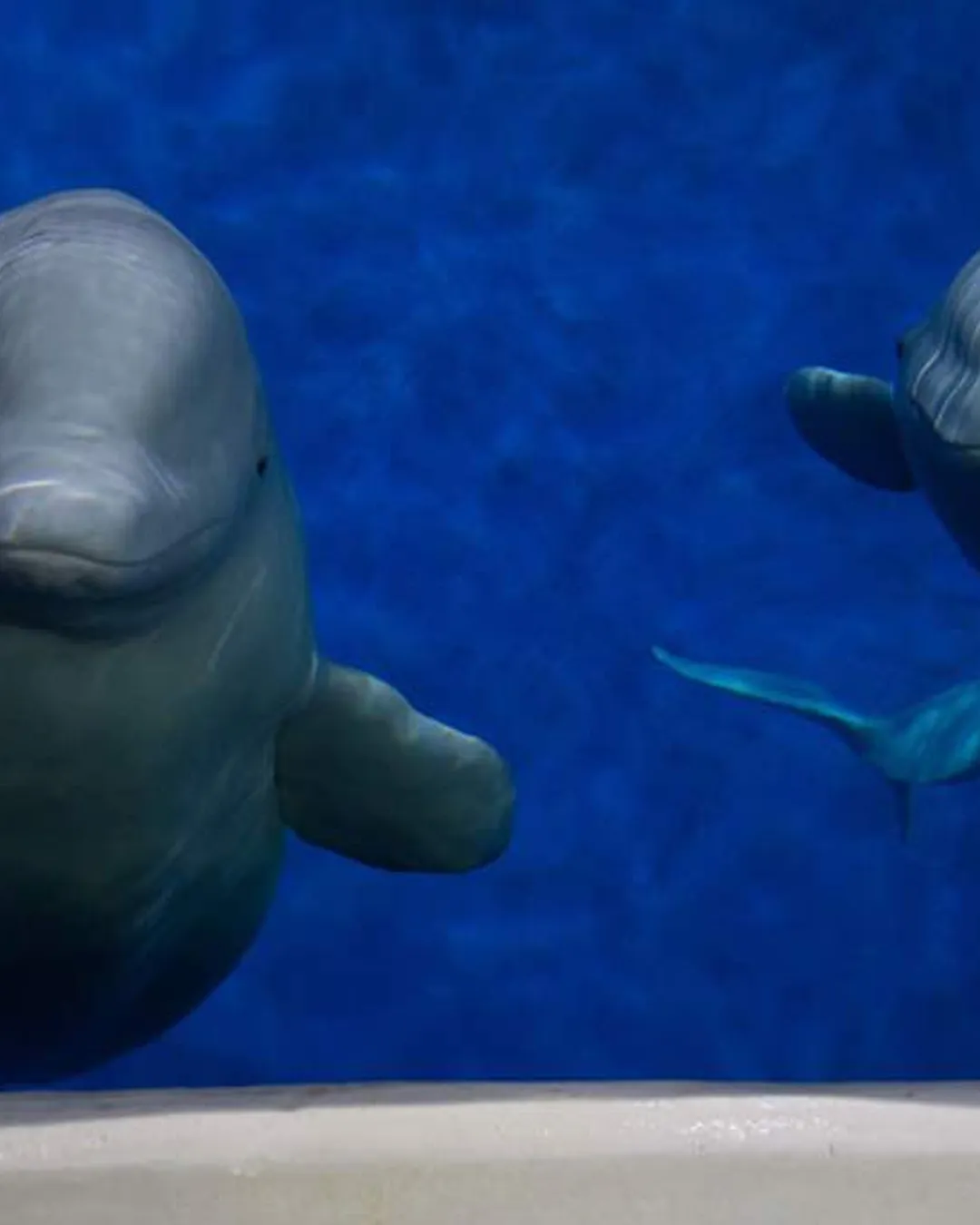 Sea Life Trust Beluga Whale Sanctuary / Sæheimar Aquarium