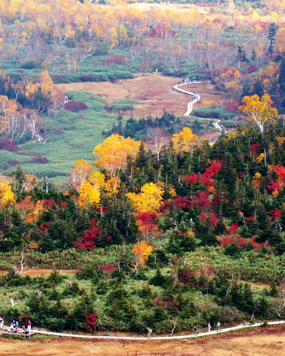 Tsugaike Nature Garden - Rural Travels, Japan - Rexby