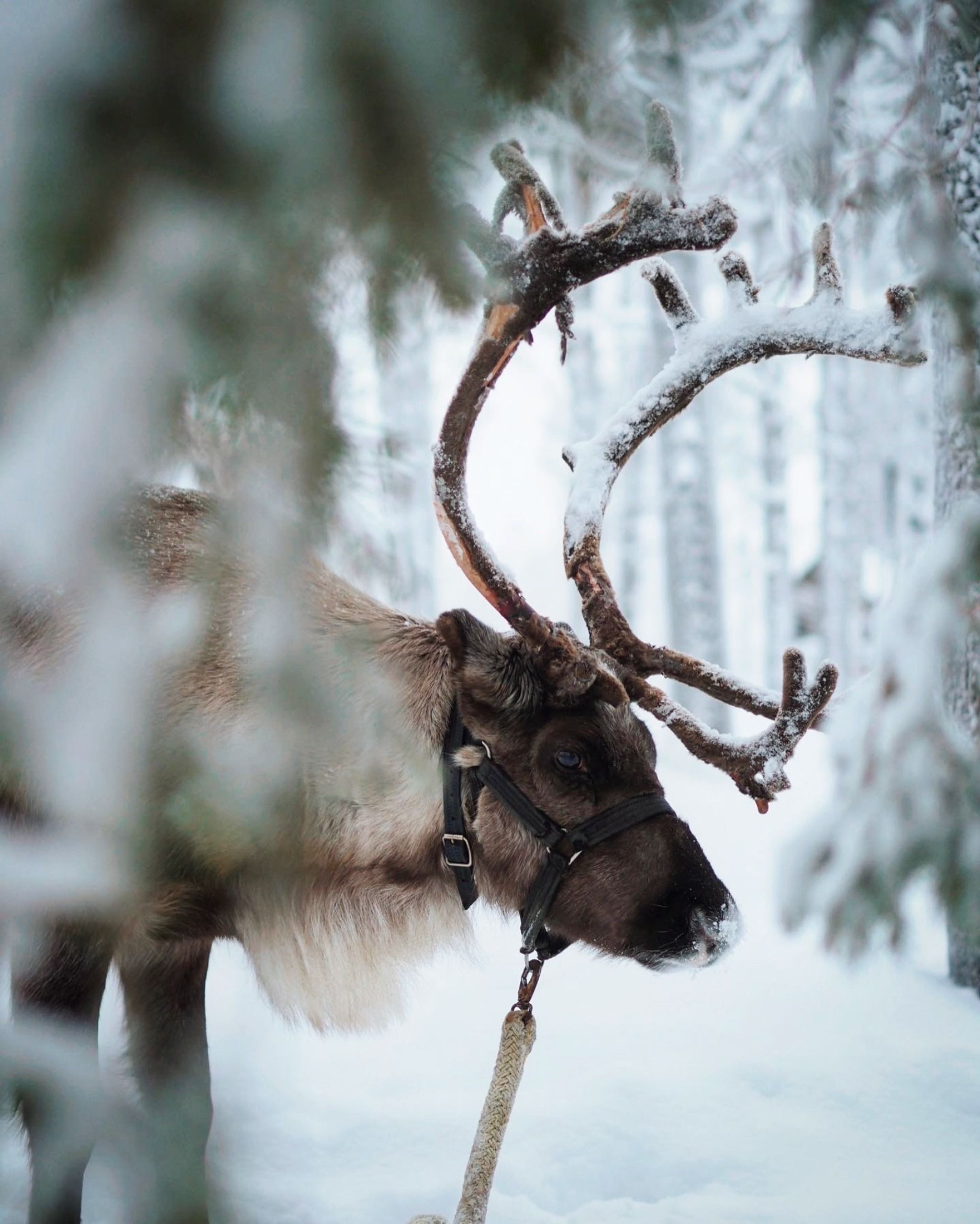 Sammuntupa Reindeer Farm Levi