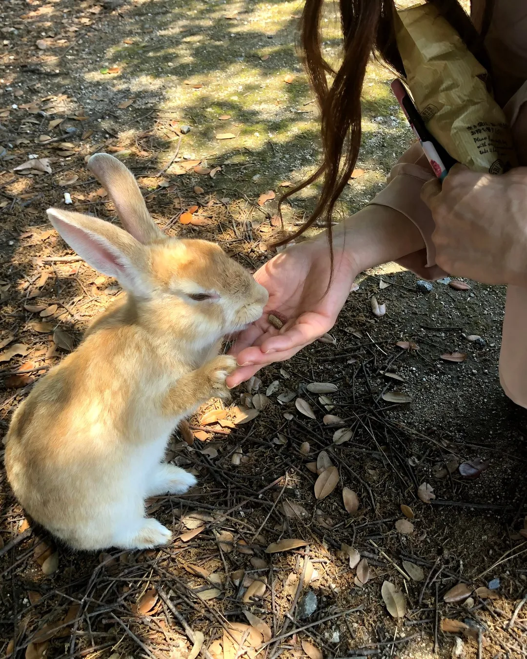 Okunoshima (Rabbit Island)