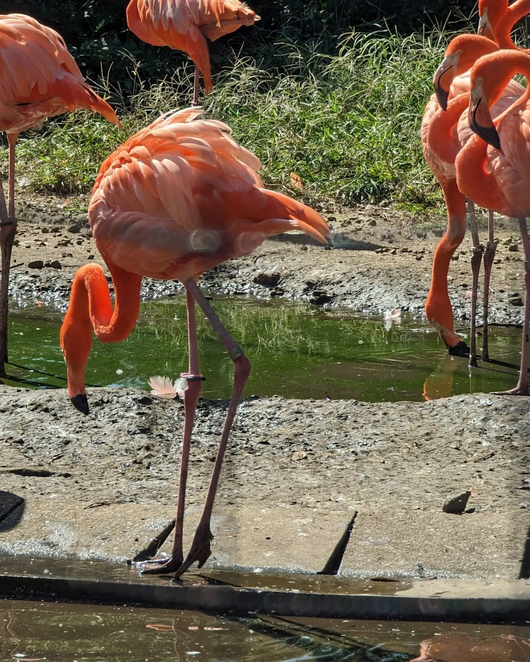 Zoologico de Ueno