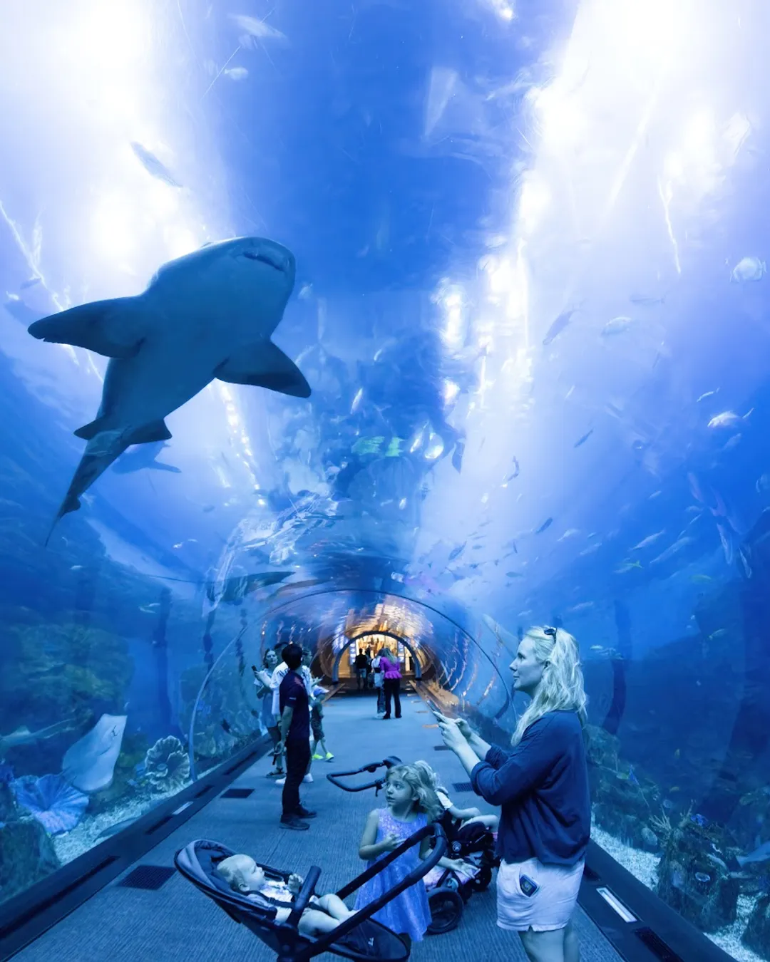 Dubai Aquarium & Underwater Zoo