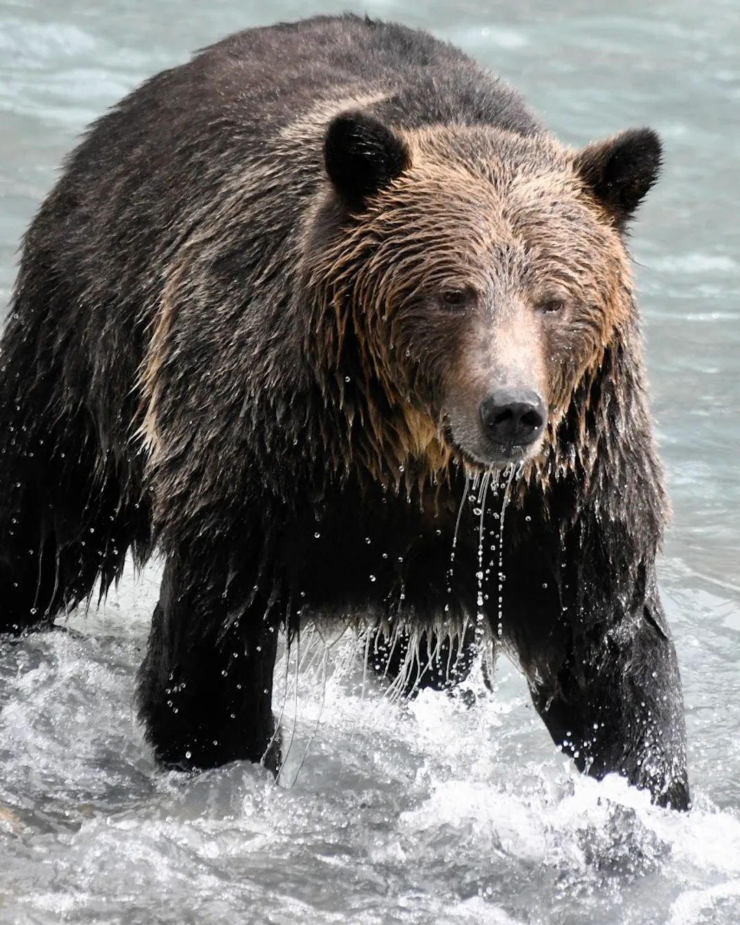 Campbell River Grizzly Bear Tour