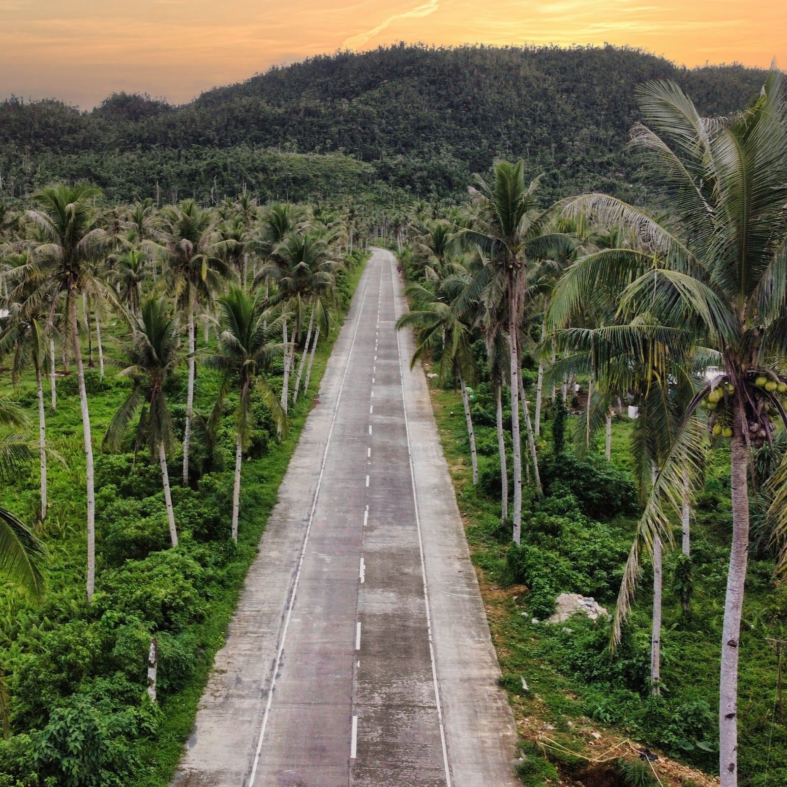 Coconut Road