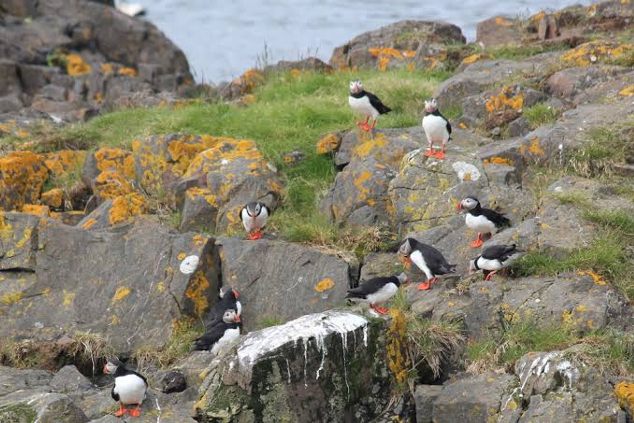 Puffin Spot 