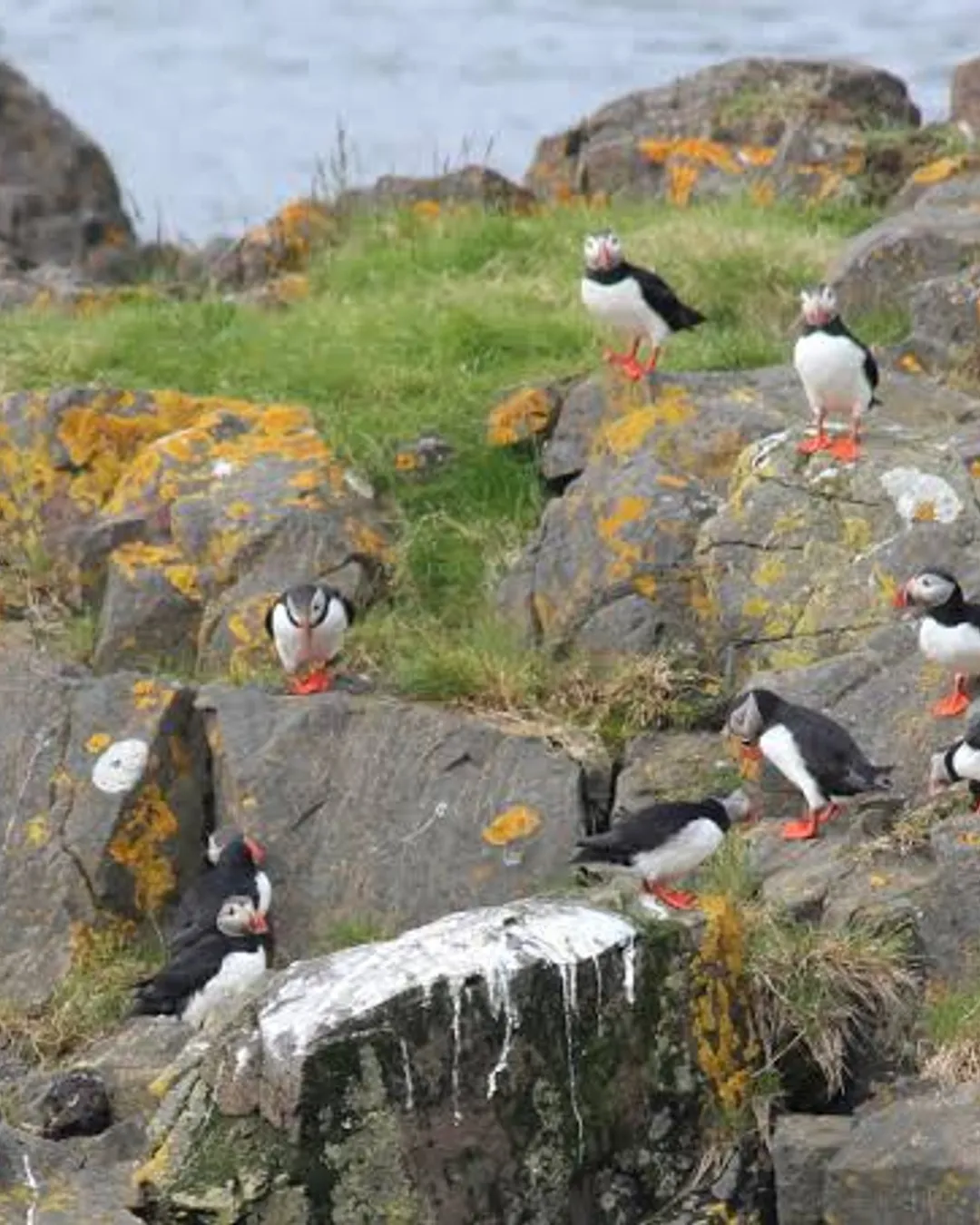Puffin Spot 