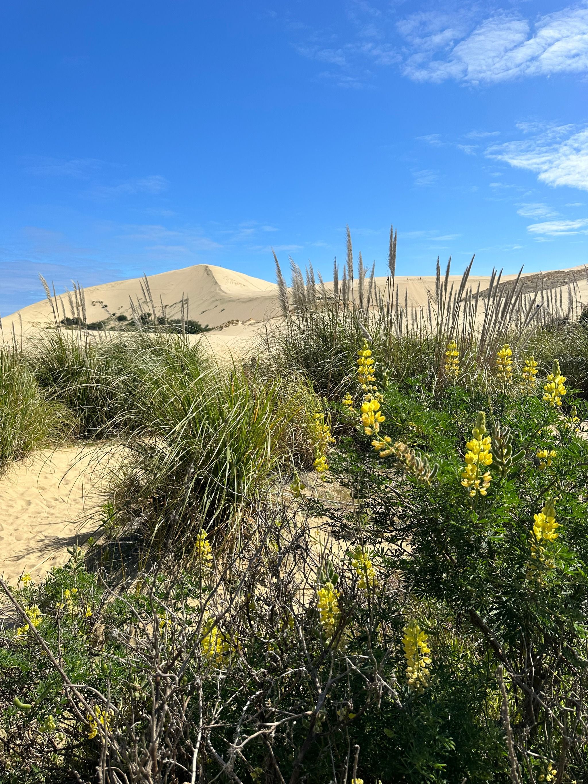 Giant Sand Dunes