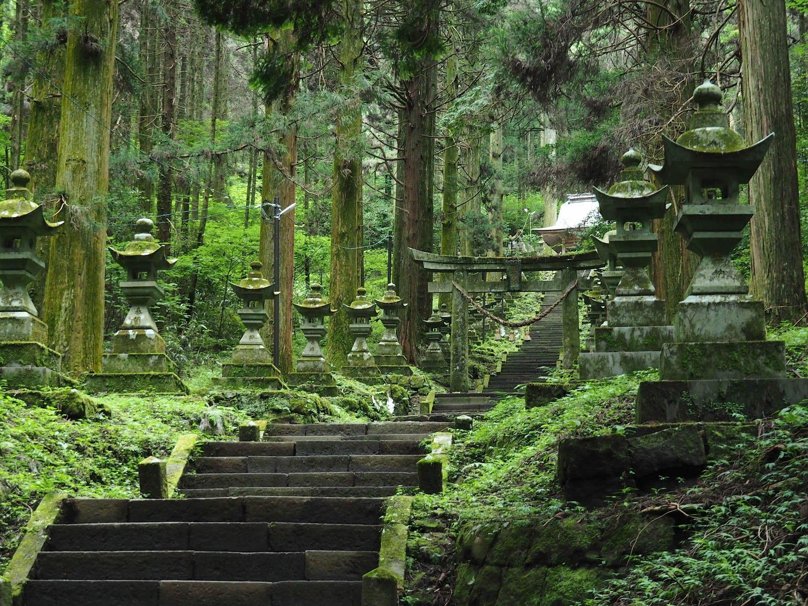 【M-338】涧月传说　森林下的童话树　1ループ　マステ切り売り Rexby