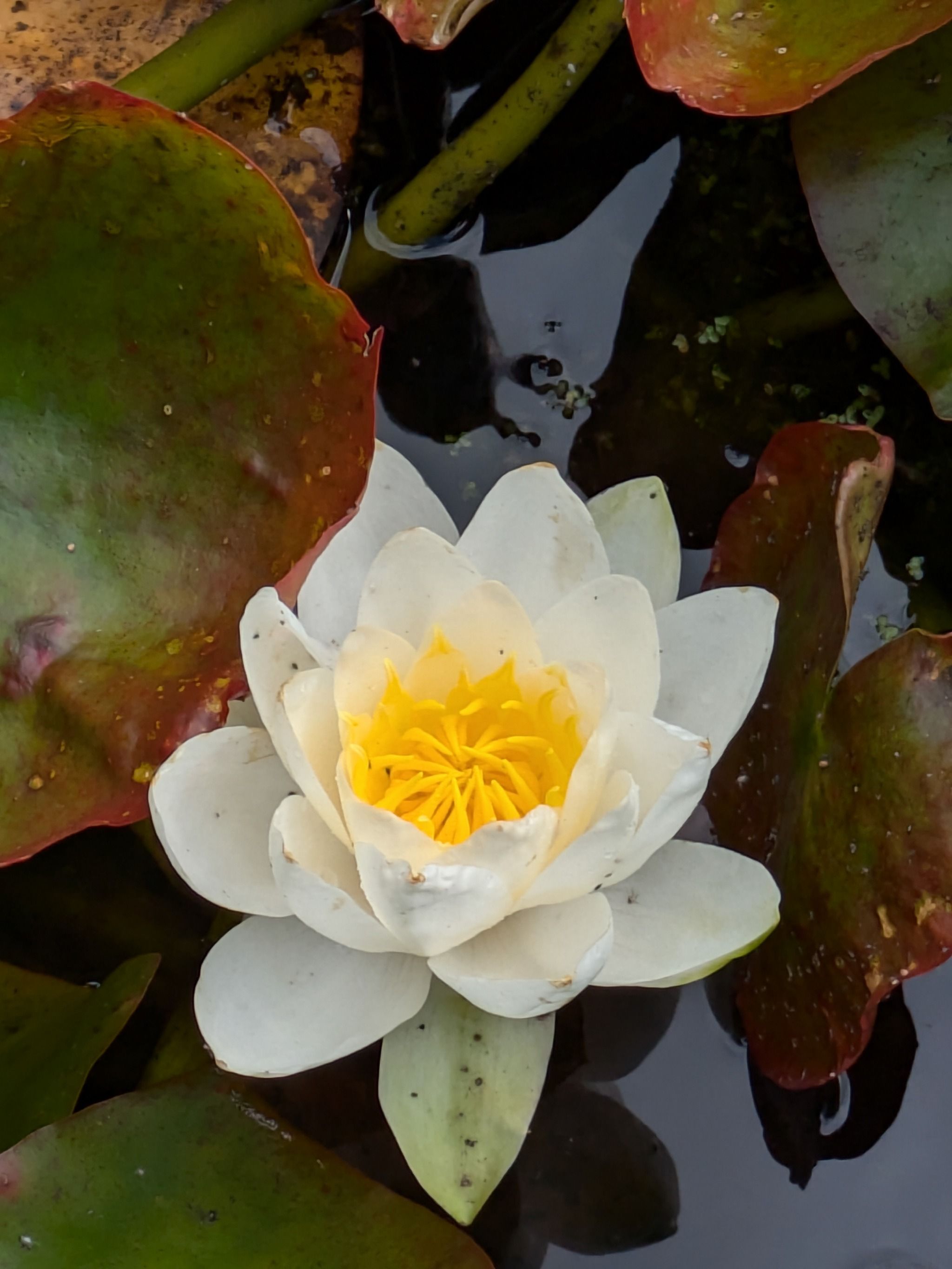 Mount Congreve Gardens - Greenway Entrance