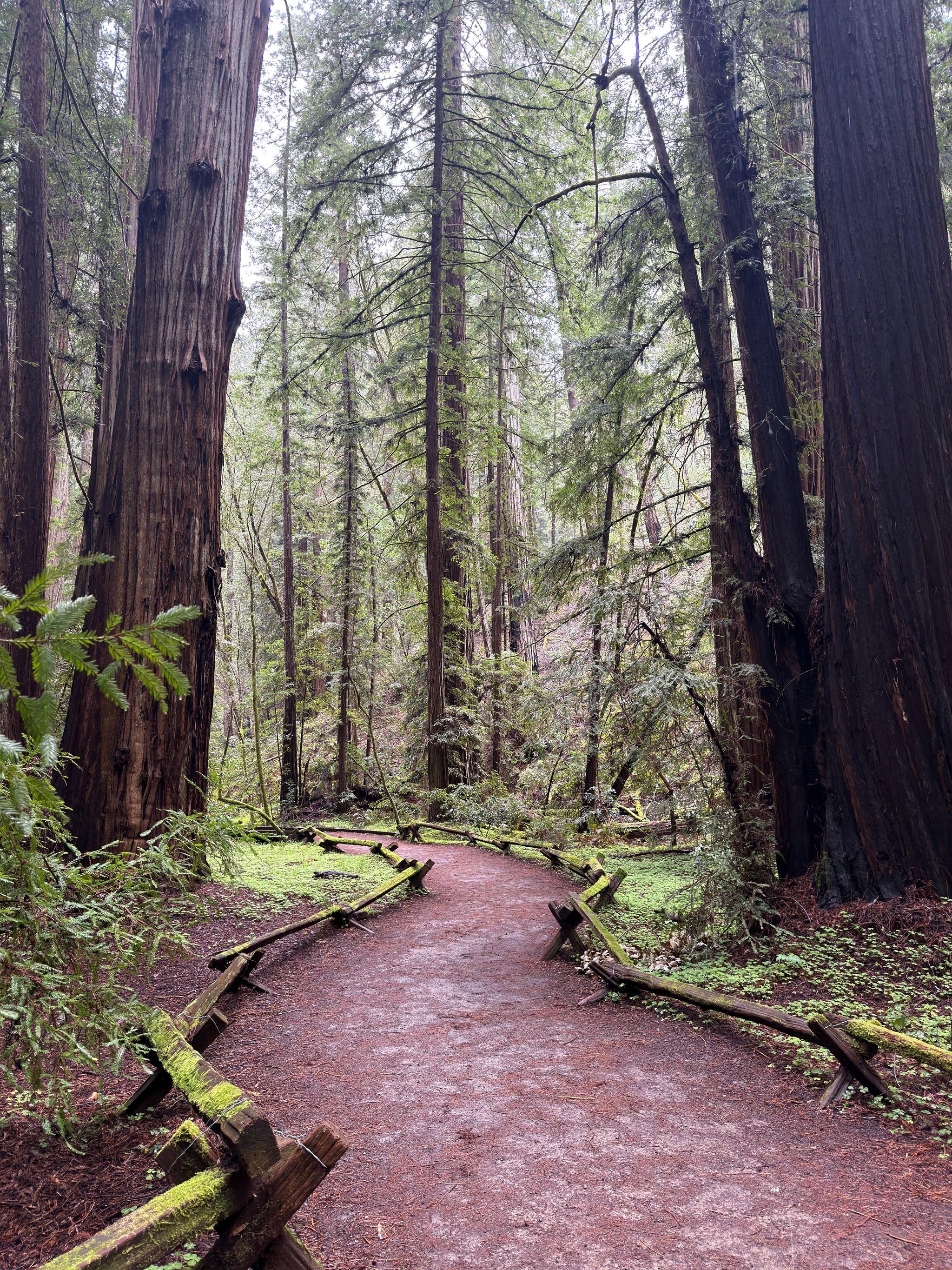 Armstrong Redwoods State Natural Reserve