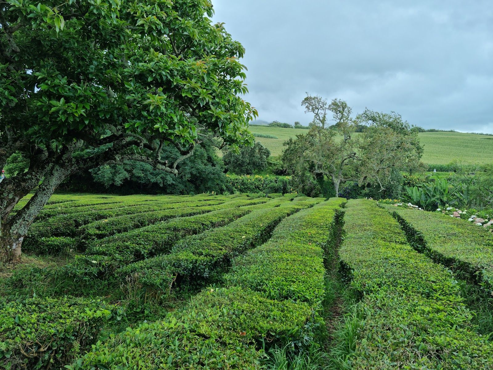 Gorreana Tea Factory