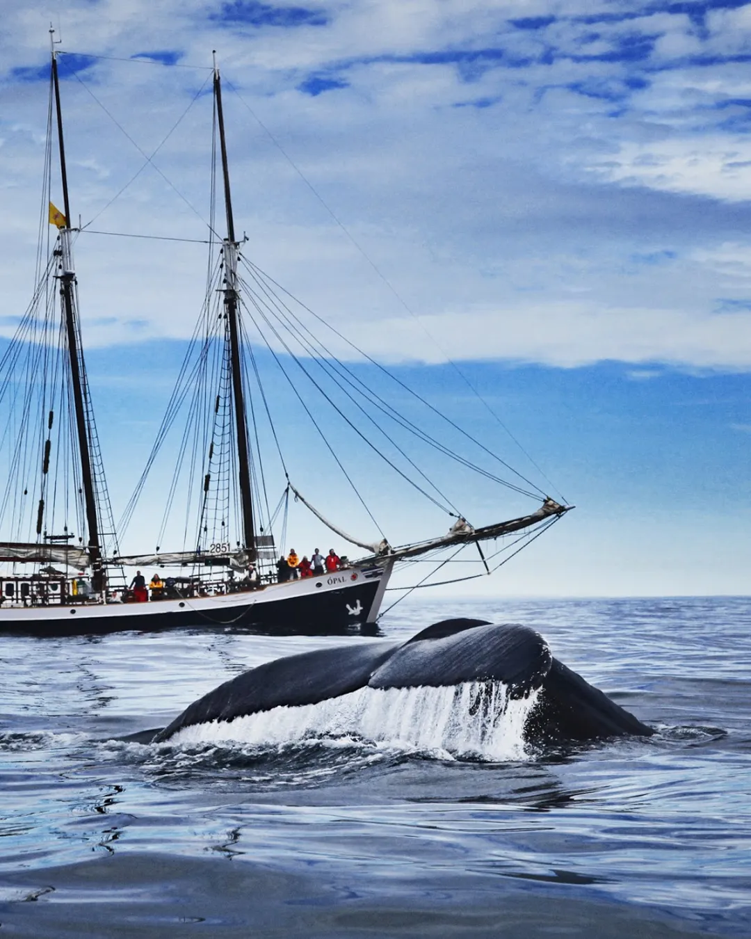 North Sailing – Húsavík Whale Watching