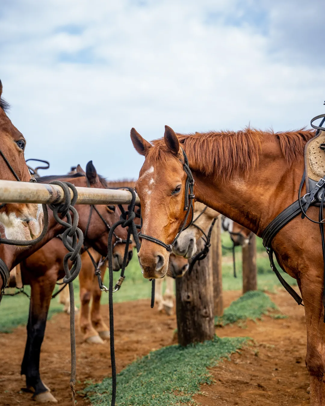 Wailea Horseback Adventure - Waipio Ridge Stables LLC