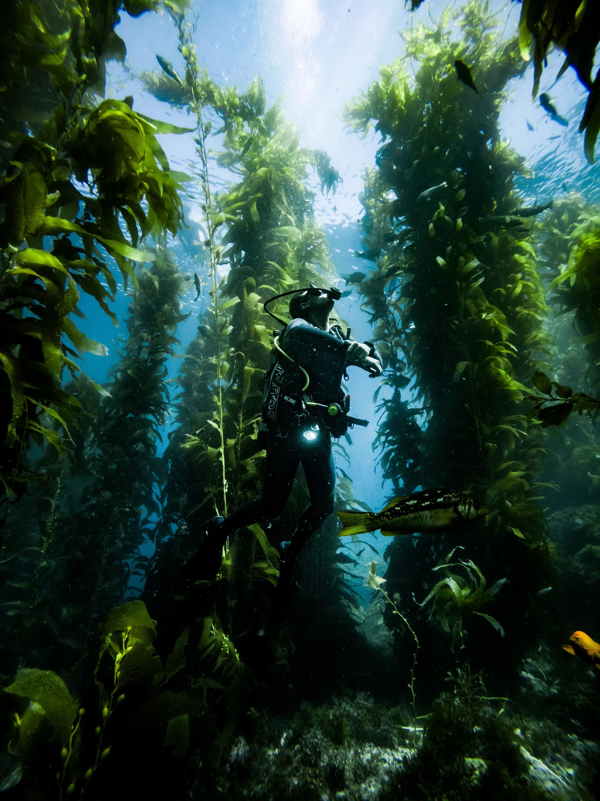Casino Point Kelp Forest