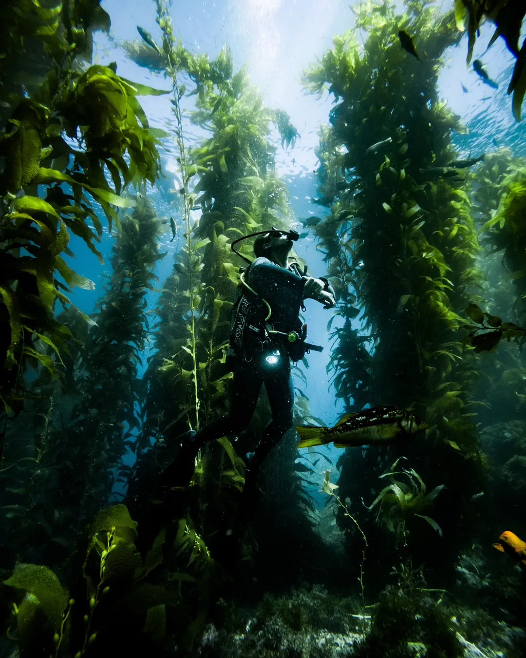 Casino Point Kelp Forest