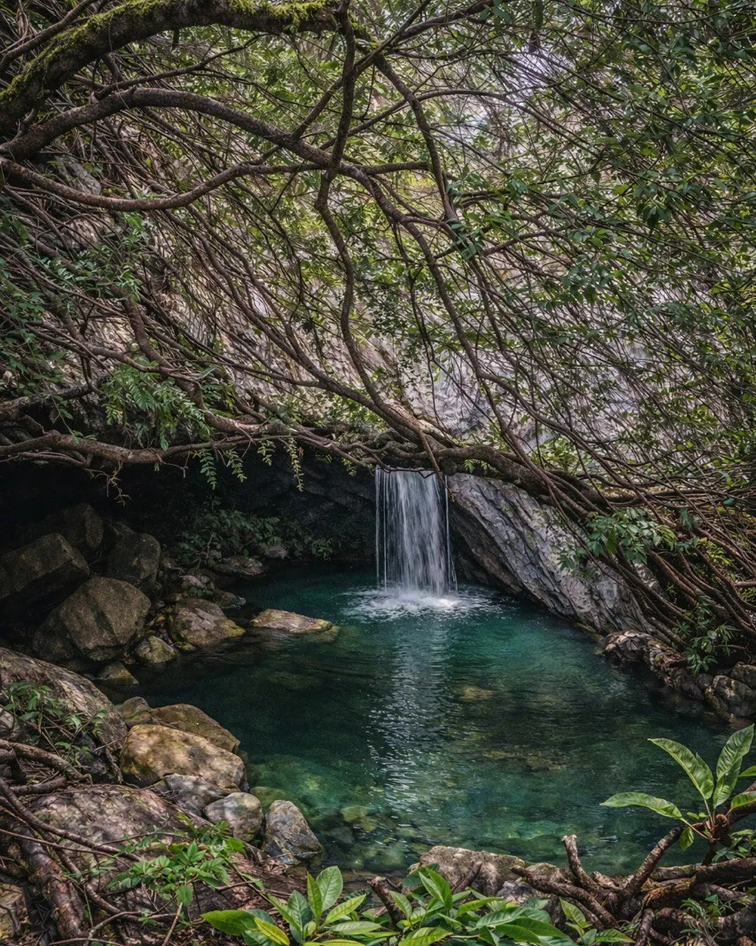 Springbrook National Park