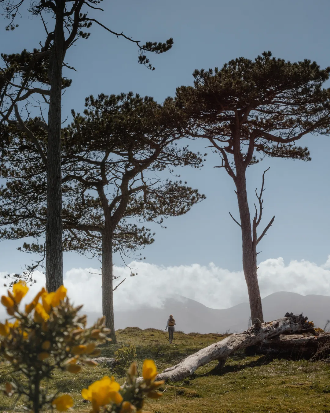 Murlough Beach View point