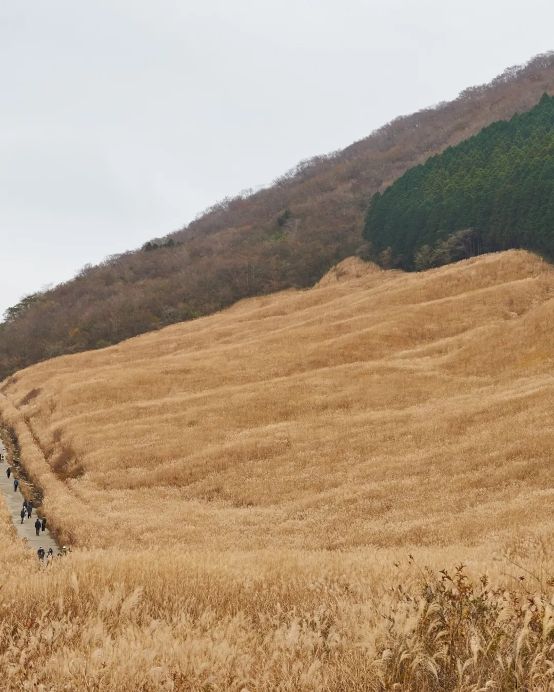 Sengokuhara Susuki Grass Fields