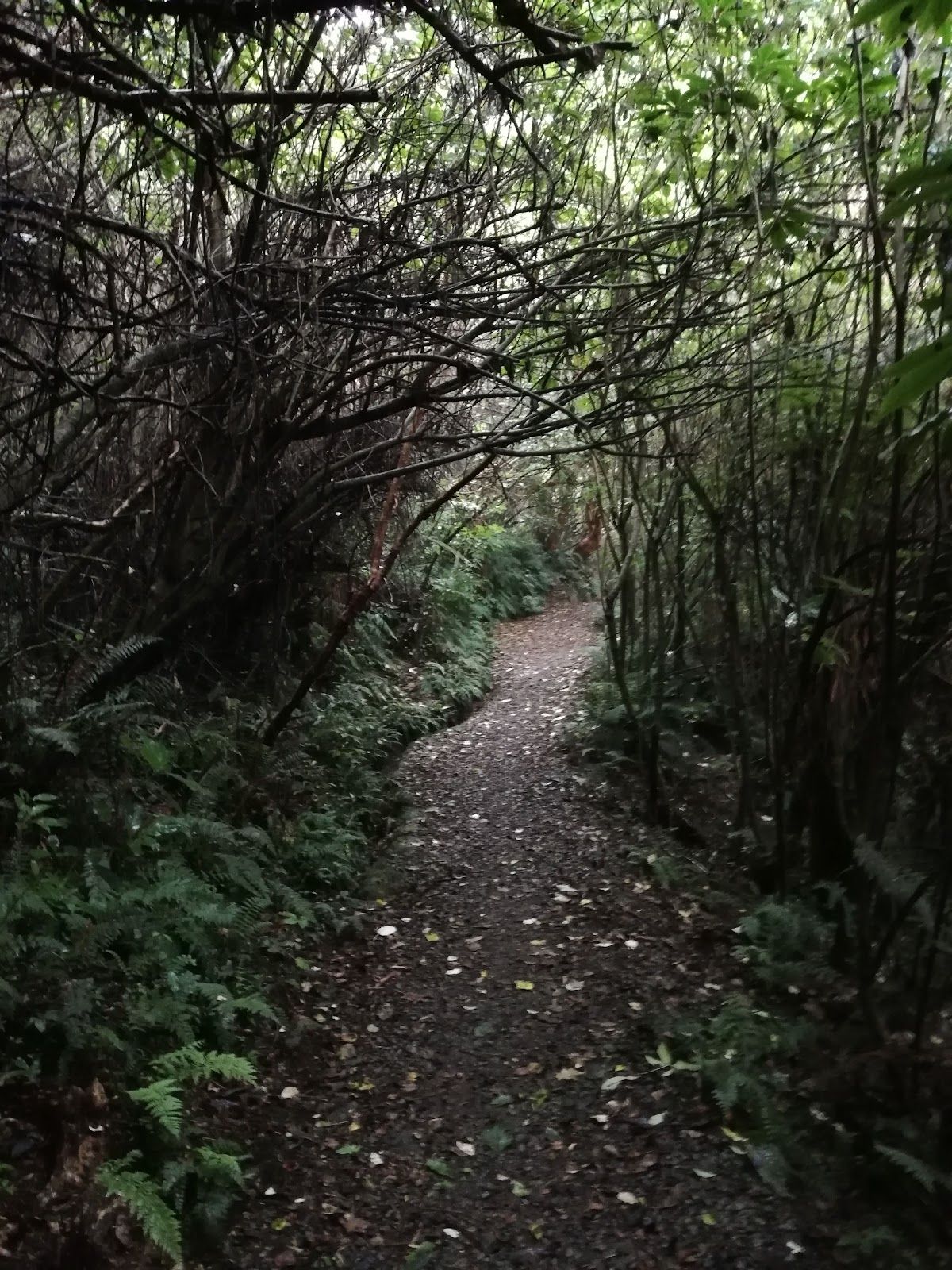 Orari Gorge Track