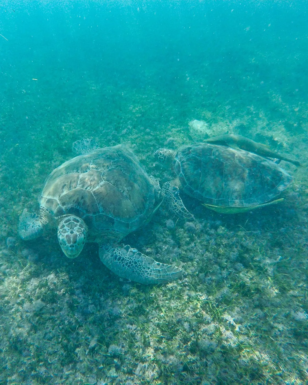 Akumal im Überblick
