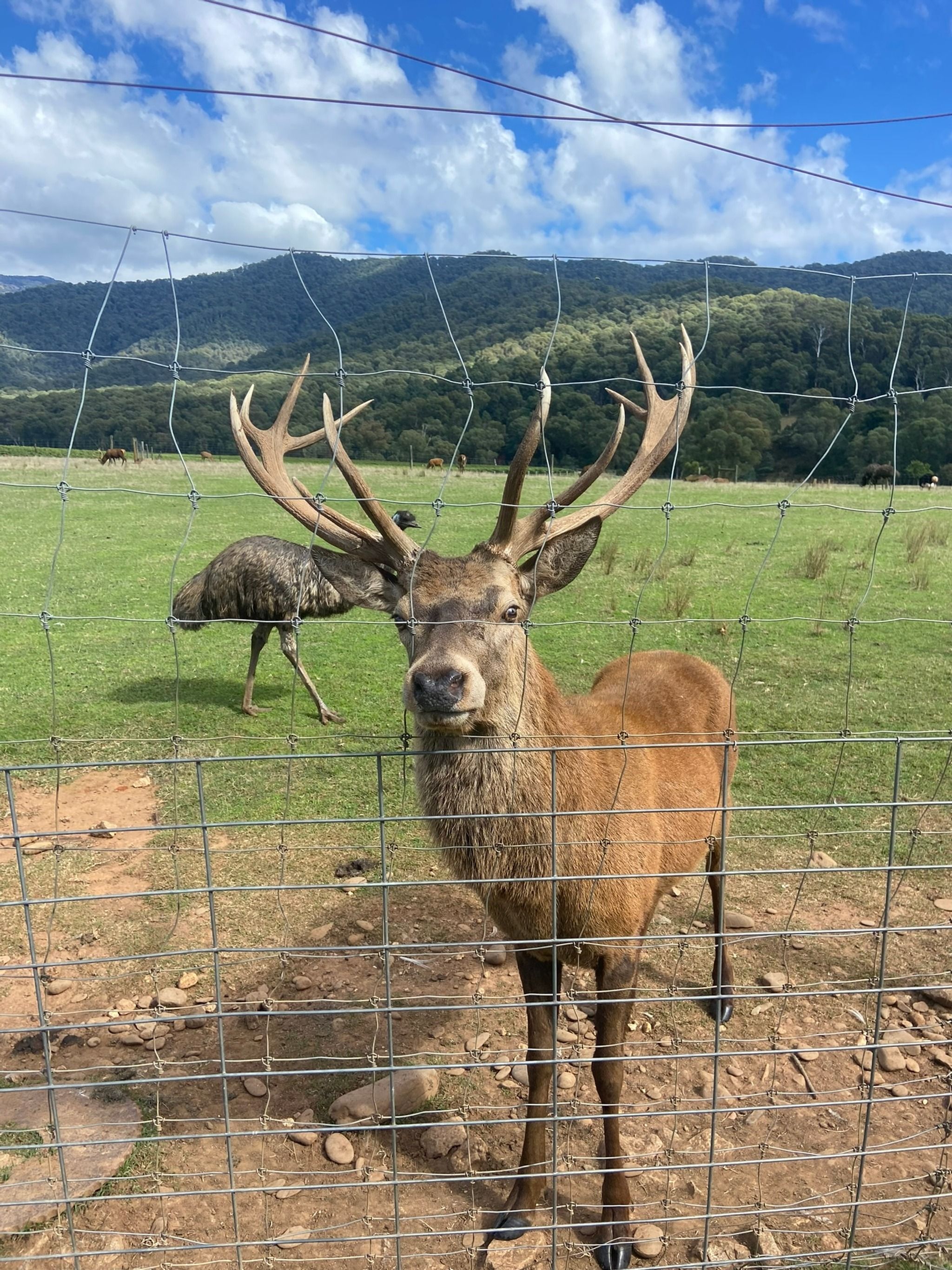 The Red Stag Deer and Emu Farm