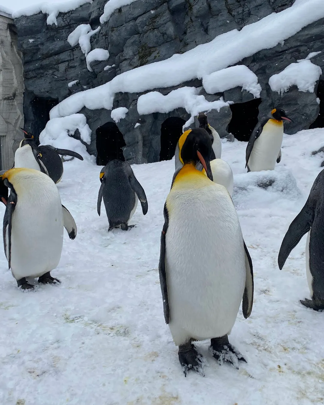 Kebun Binatang Asahiyama